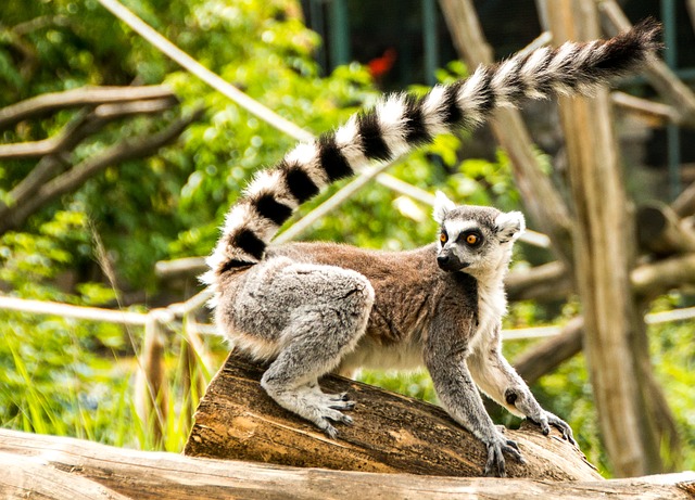 Atsinanana Prekrasna Oaza Na Madagaskaru Putovanje Smart Travel